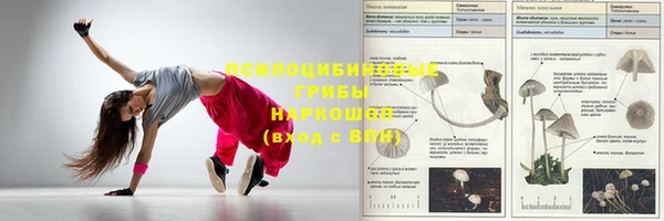 прущие грибы Абинск